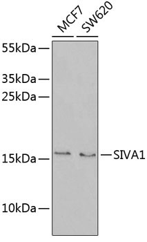 SIVA1 Rabbit Polyclonal Antibody