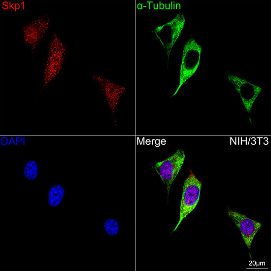 SKP1 Rabbit Monoclonal Antibody - Image 2