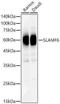 SLAMF6 Rabbit Polyclonal Antibody