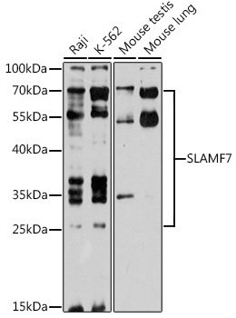 SLAMF7 Rabbit Polyclonal Antibody
