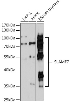 SLAMF7 Rabbit Polyclonal Antibody