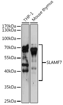 SLAMF7 Rabbit Polyclonal Antibody