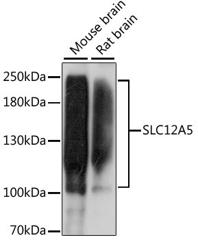 SLC12A5 Rabbit Polyclonal Antibody