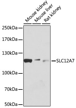 SLC12A7 Rabbit Polyclonal Antibody