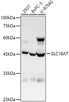 SLC16A7 Rabbit Polyclonal Antibody