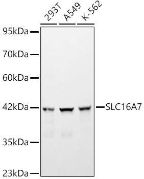 SLC16A7 Rabbit Polyclonal Antibody