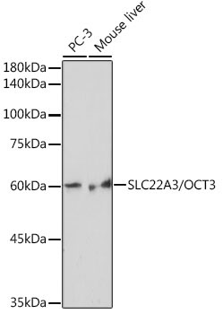 SLC22A3/OCT3 Rabbit Monoclonal Antibody