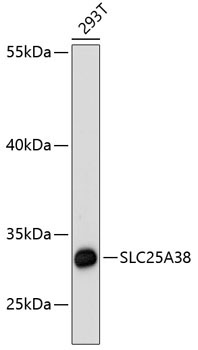 SLC25A38 Rabbit Polyclonal Antibody