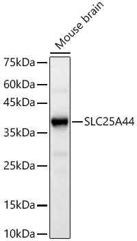 SLC25A44 Rabbit Polyclonal Antibody