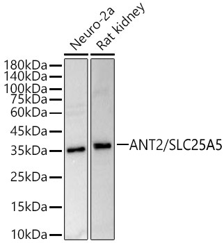 SLC25A5 Rabbit Polyclonal Antibody