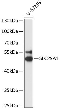 SLC29A1 Rabbit Polyclonal Antibody