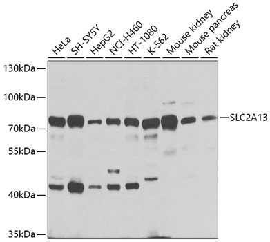 SLC2A13 Rabbit Polyclonal Antibody