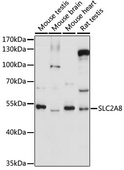 SLC2A8 Rabbit Polyclonal Antibody