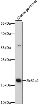 Slc31a2 Rabbit Polyclonal Antibody