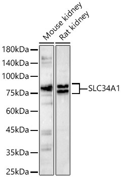 SLC34A1 Rabbit Polyclonal Antibody