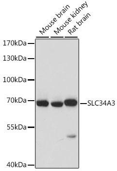 SLC34A3 Rabbit Polyclonal Antibody