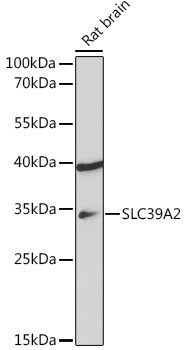 SLC39A2 Rabbit Polyclonal Antibody