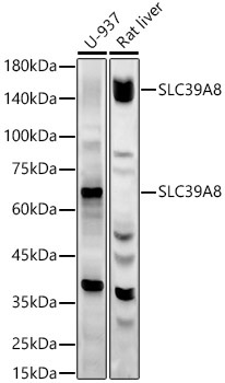 SLC39A8 Rabbit Polyclonal Antibody