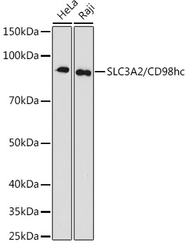 SLC3A2/CD98hc Rabbit Monoclonal Antibody