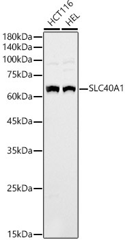 SLC40A1 Rabbit Polyclonal Antibody