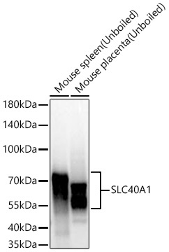 SLC40A1 Rabbit Polyclonal Antibody