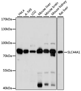 SLC44A1 Rabbit Polyclonal Antibody