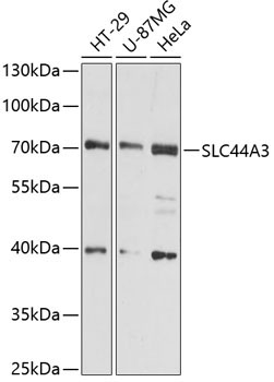 SLC44A3 Rabbit Polyclonal Antibody