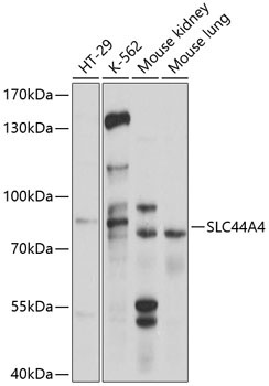 SLC44A4 Rabbit Polyclonal Antibody