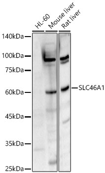 SLC46A1 Rabbit Polyclonal Antibody