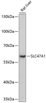 SLC47A1 Rabbit Polyclonal Antibody