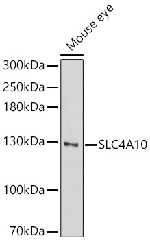 SLC4A10 Rabbit Polyclonal Antibody