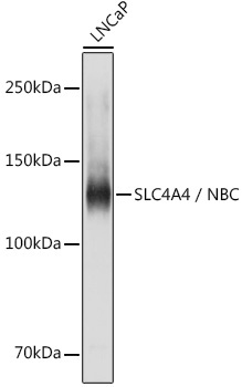 SLC4A4 / NBC Rabbit Polyclonal Antibody