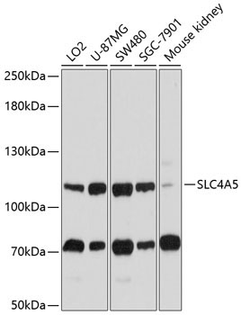 SLC4A5 Rabbit Polyclonal Antibody