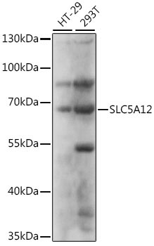 SLC5A12 Rabbit Polyclonal Antibody