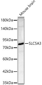 SLC5A3 Rabbit Polyclonal Antibody