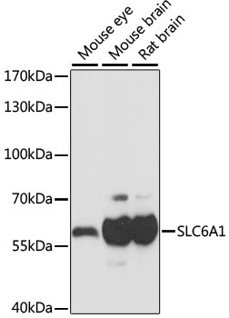 SLC6A1 Rabbit Polyclonal Antibody