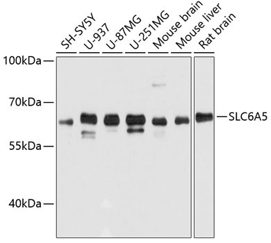 SLC6A5 Rabbit Polyclonal Antibody