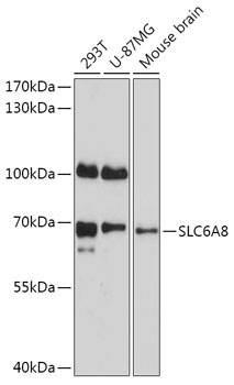 SLC6A8 Rabbit Polyclonal Antibody