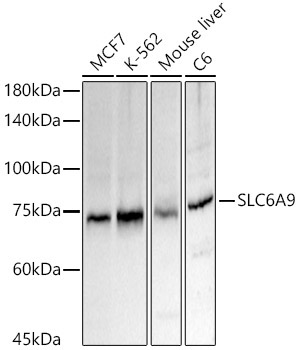 SLC6A9 Rabbit Polyclonal Antibody