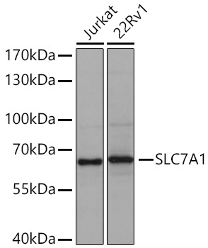 SLC7A1 Rabbit Polyclonal Antibody