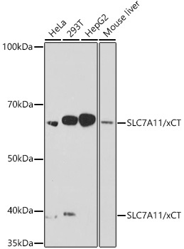 SLC7A11/xCT Rabbit Monoclonal Antibody