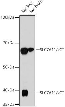 SLC7A11/xCT Rabbit Monoclonal Antibody - Image 2
