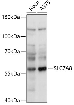 SLC7A8 Rabbit Polyclonal Antibody