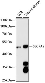 SLC7A9 Rabbit Polyclonal Antibody