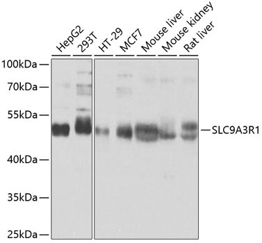 SLC9A3R1 Rabbit Polyclonal Antibody