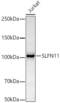 SLFN11 Rabbit Monoclonal Antibody