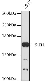 SLIT1 Rabbit Polyclonal Antibody