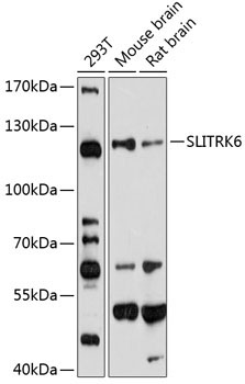 SLITRK6 Rabbit Polyclonal Antibody