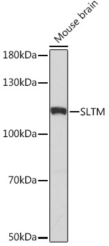 SLTM Rabbit Polyclonal Antibody