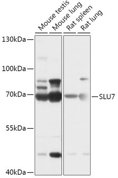 SLU7 Rabbit Polyclonal Antibody